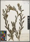 Foto von Salix purpurea L.